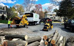 Professional Tree Removal and Landscaping Services in New Brunswick, NJ